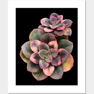 Sculentas Echeveria Croma Posters and Art